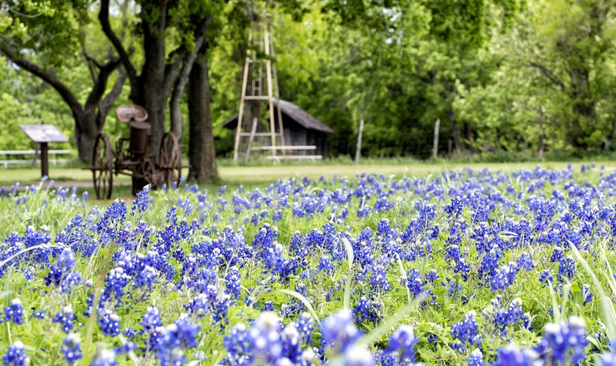 field of bluebonnets