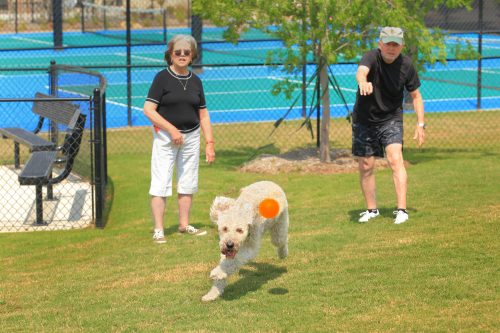 Playing ball with a dog